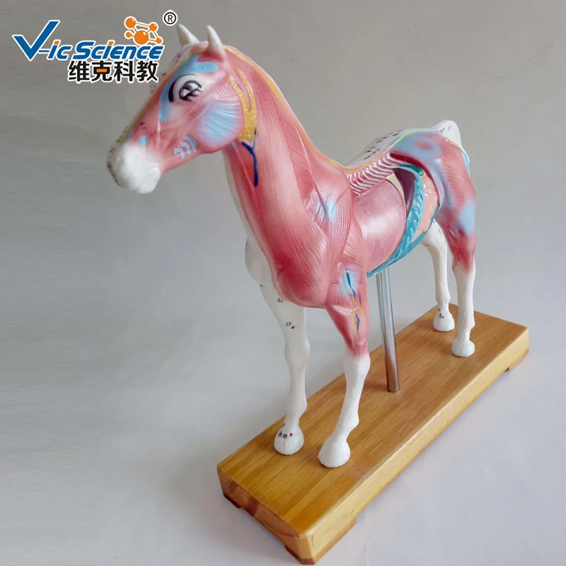 Hot Sale Animal Models Horse Acupuncture Model  for Teaching
