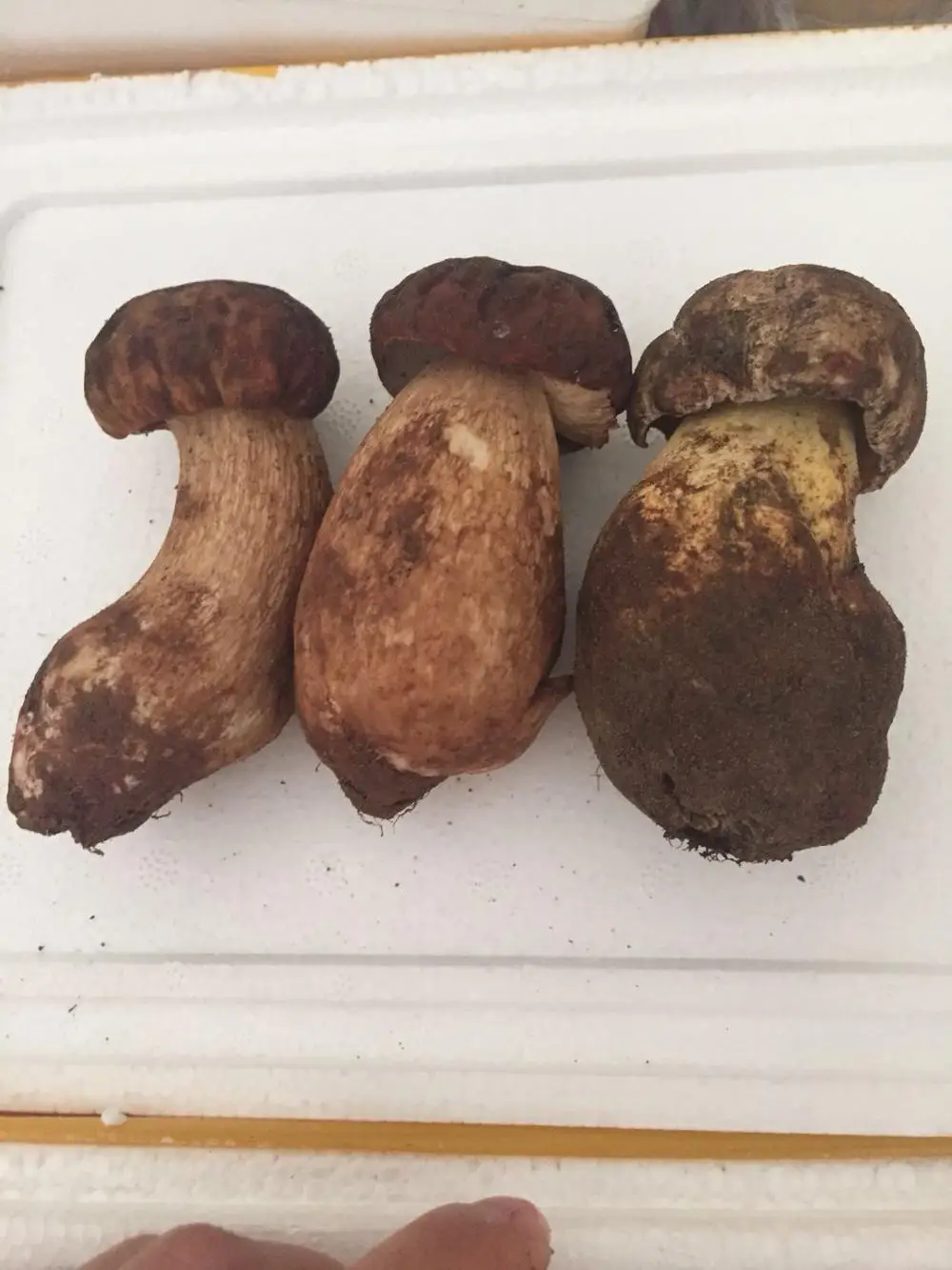 
Detan Wild Fresh Funghi Porcini 