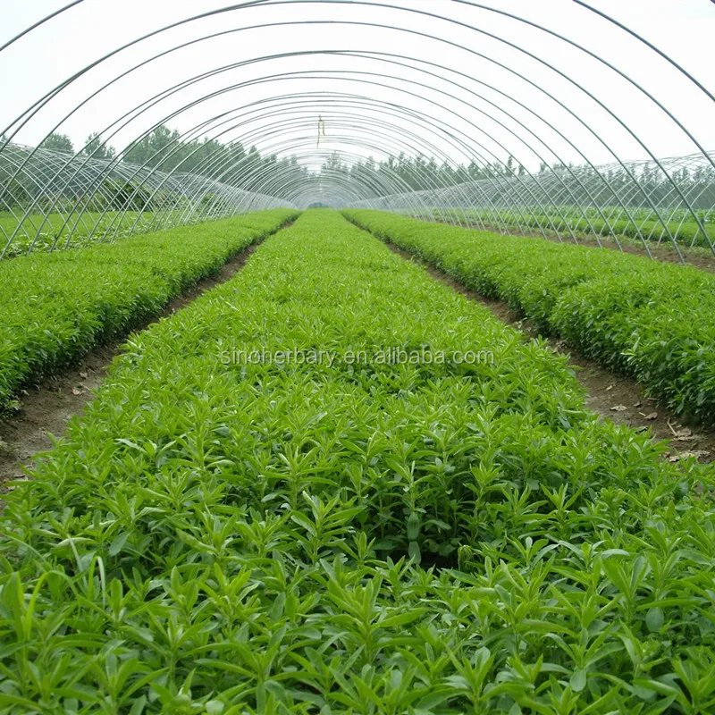 
High Sprouting Rate Hybrid Stevia Plant Seeds For Growing 