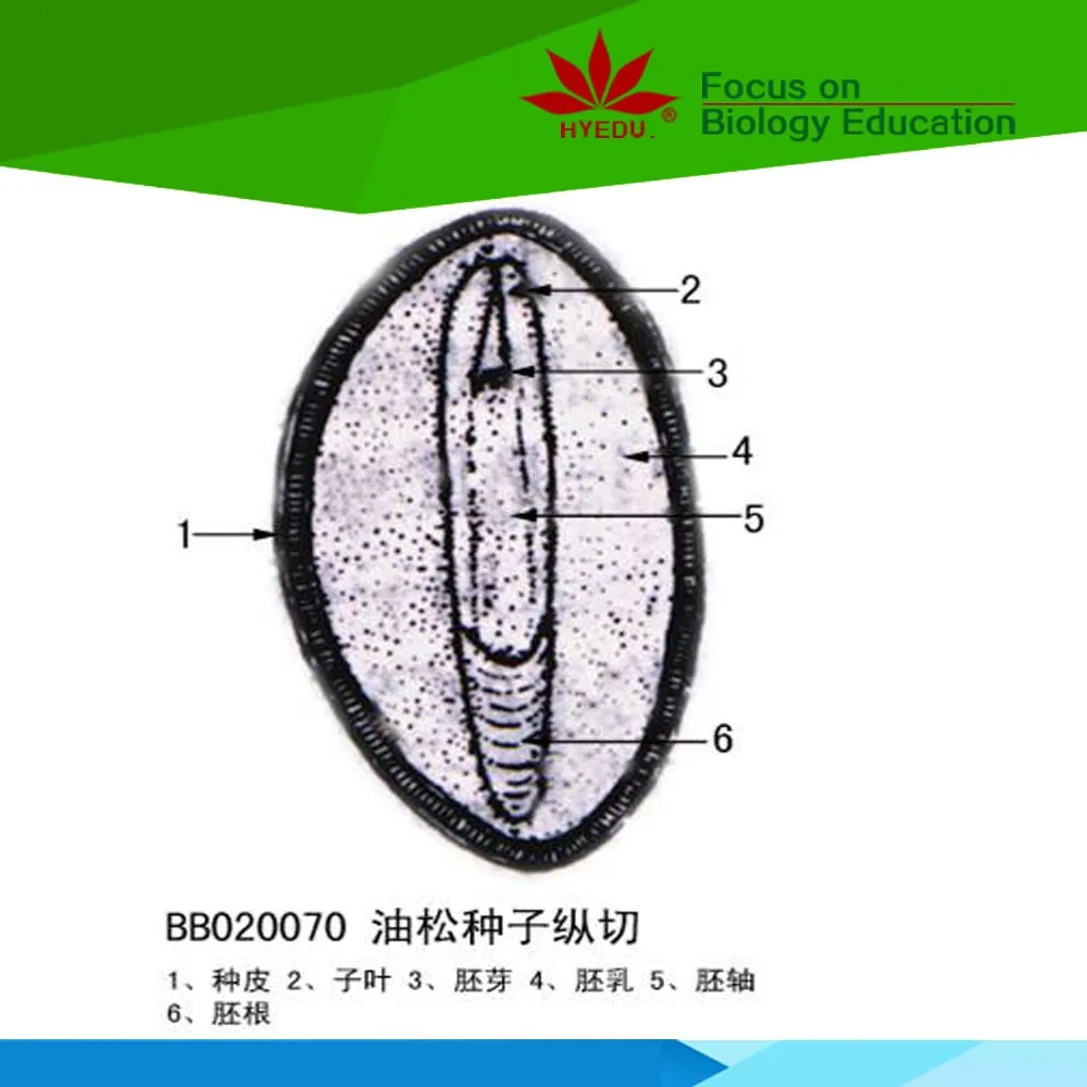 Fixed set 19 Species Seeds clear botany  microscope slide for lab