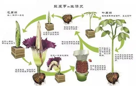 Konjac Dietary Fiber Powder