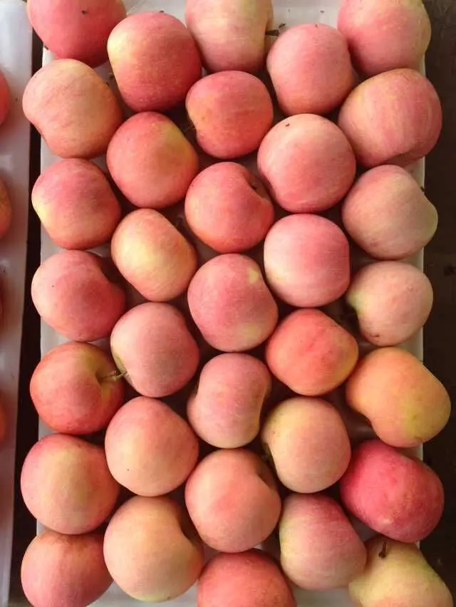 Lower price with paper bagged FUJI APPLES