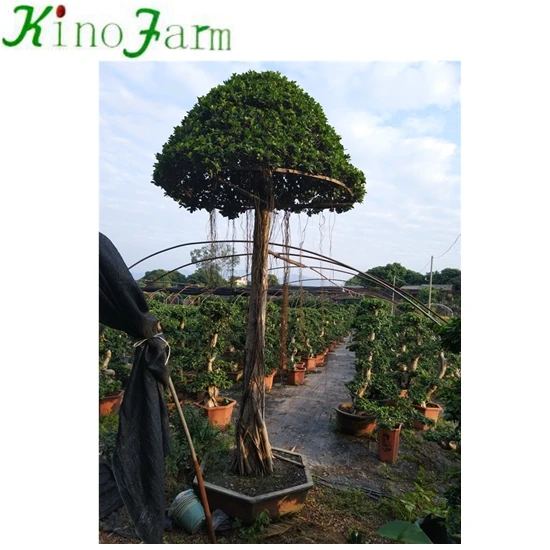 Ficus Microcarpa Ficus Bonsai
