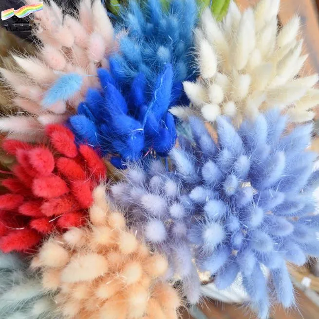 Dried flower bouquet colorful lagurus ovatus rabbit tail grass flower set of 50pcs flower