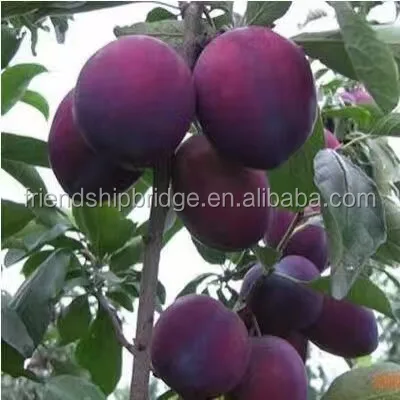 
Prunus salicina Lindl. fruit seedling 