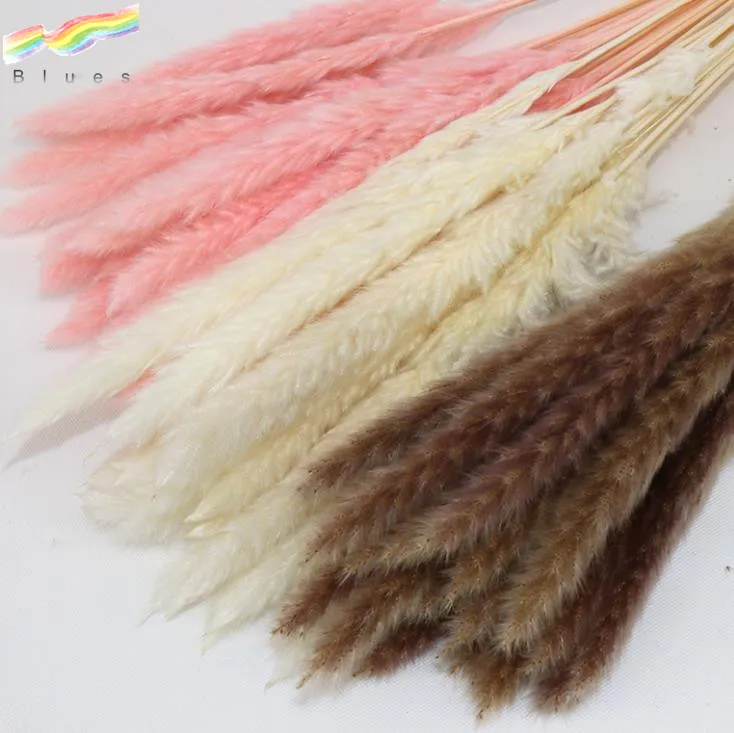 High Quality Dried Small Pampas Reed Grass Phragmites Wedding Home Decor Flower Bouquet Set of 15pcs