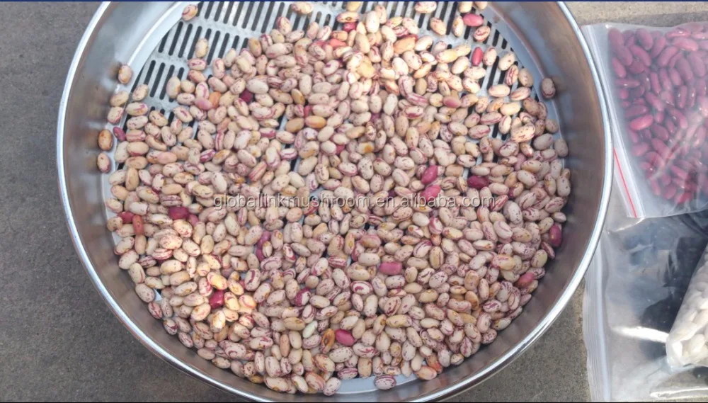 New Crop Light Speckled Kidney Beans American Round