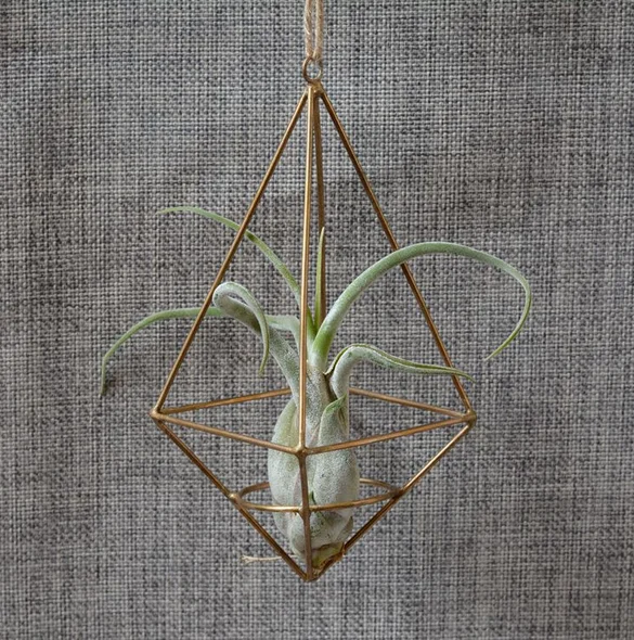 
Wholesale Gold Indoor Wall Terrarium Tillandsia Succulent hanging metal stand 