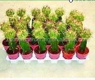 
mini grafted cactus succulent ornamental indoor plants bonsai nursery echinocactus grusonii cereus cacti 