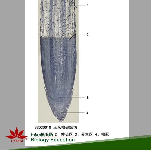 Fixed set 19 Species Seeds clear botany  microscope slide for lab