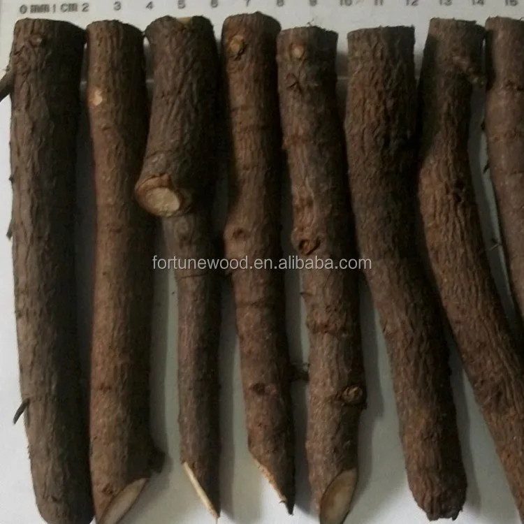 Fresh paulownia tomentosa roots cutting with good germinational rate