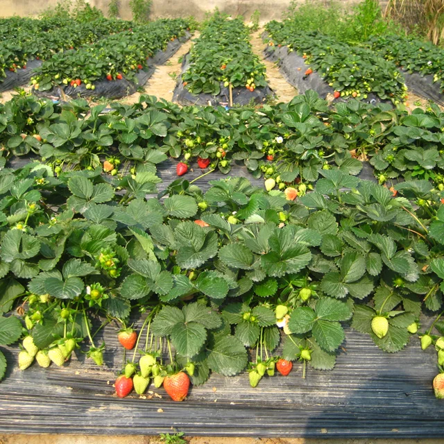 
 Саженцы красной клубники  