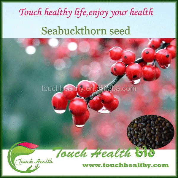 
2021 Touchhealthy supply Sea Buckthorn Trees Seeds For Planting High Economic Value Can Harvest More Than 25 Years 