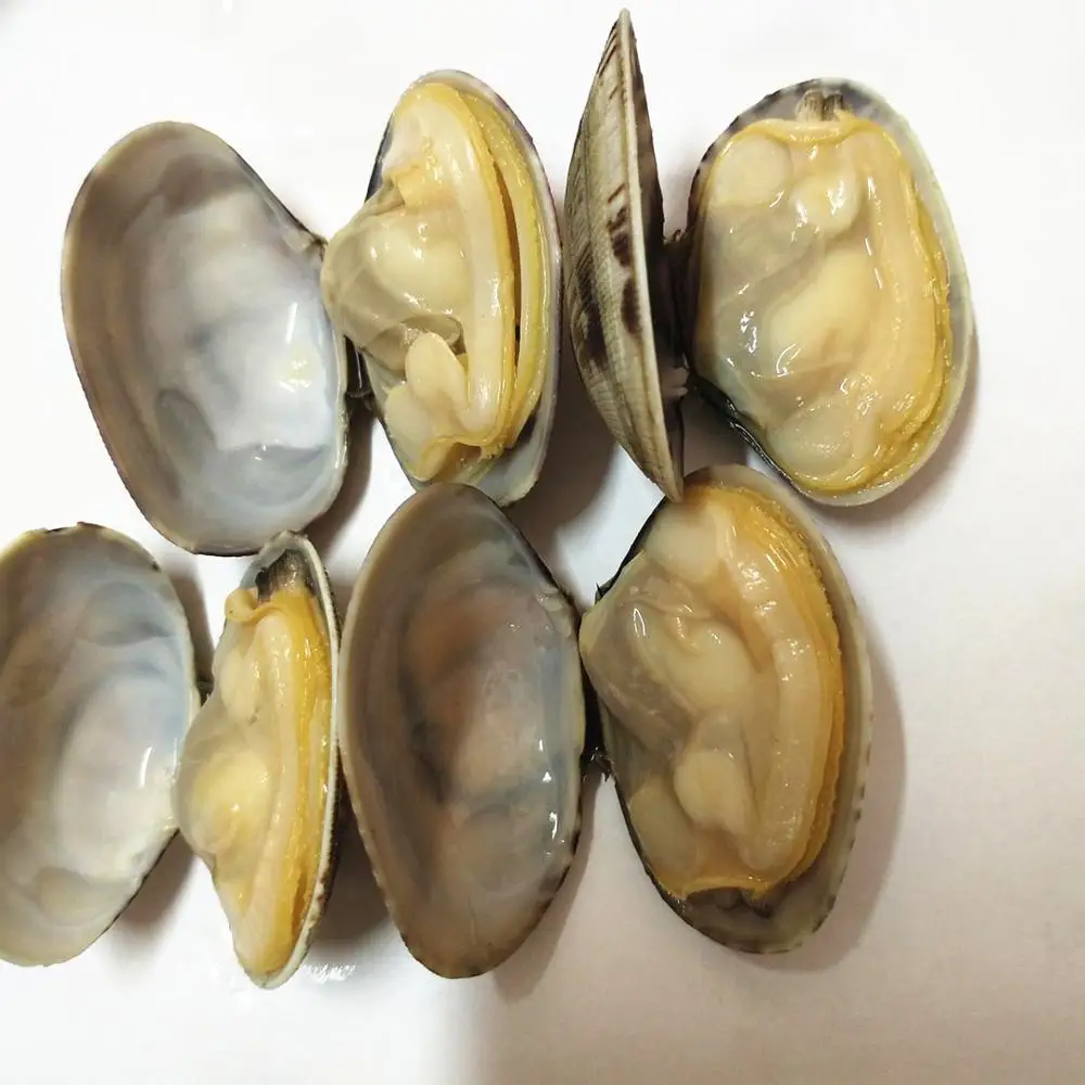 new frozen baby clams meat with shell