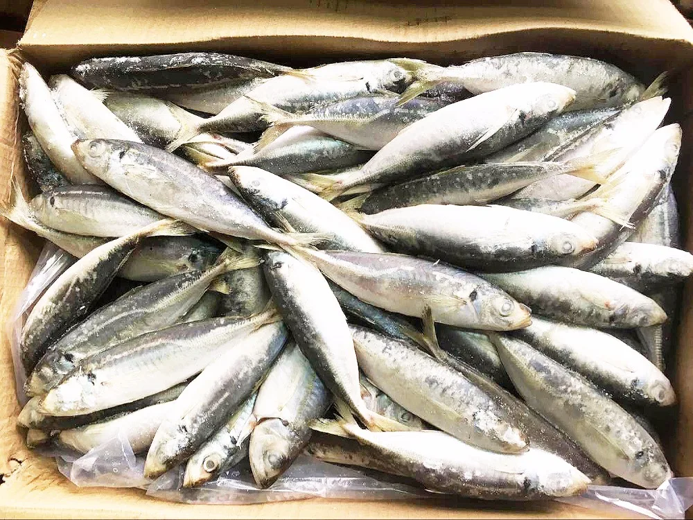 Высокое качество Замороженные Layang ставрида весь раунд