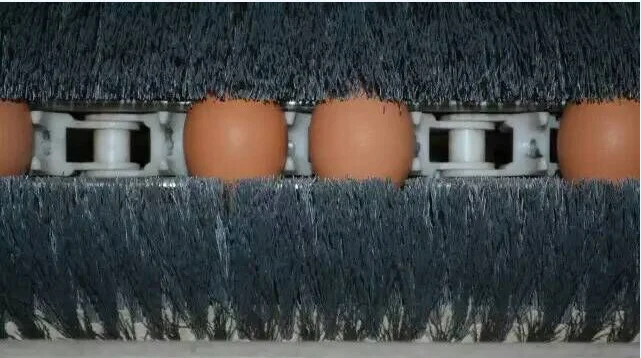 
Chicken egg washing machine egg processing equipment 