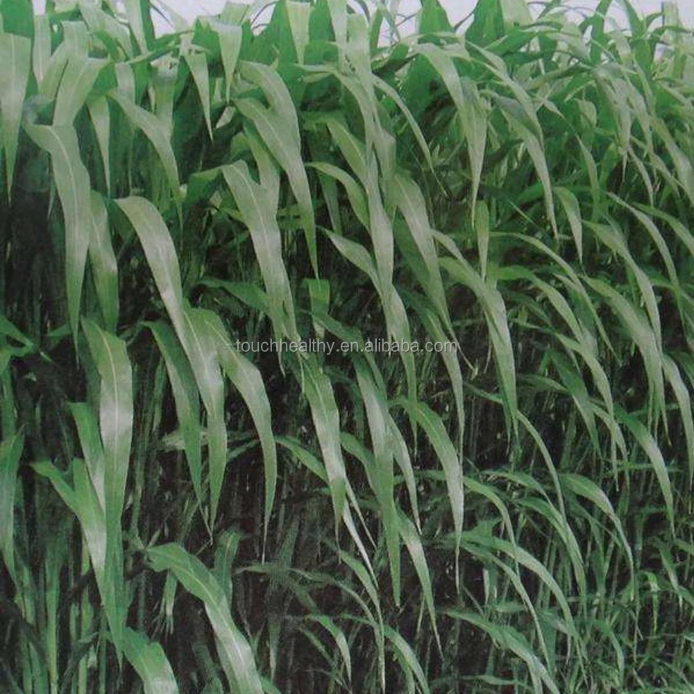 
2021 Supply Mutlicuts Sorghum Sudan Grass Seed , Best quality hybrid sorghum sudan seeds 
