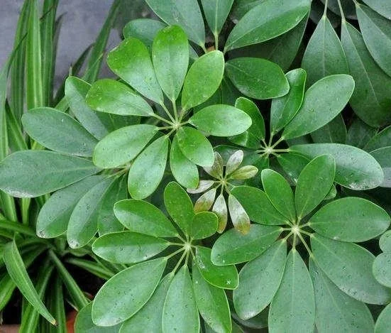 Pachira Aquatica, Live Money Tree Indoor Plant