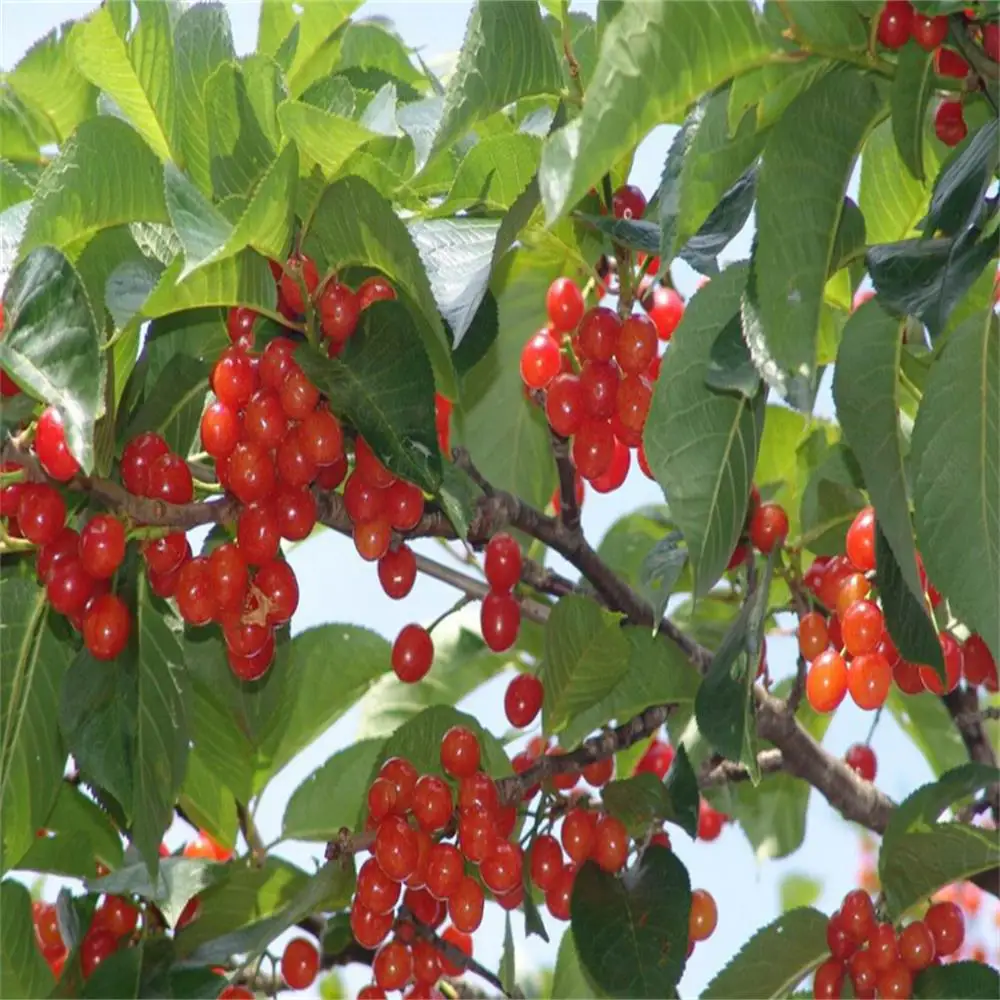 Bio Fertilizer-Probiotics for Soil & Plant