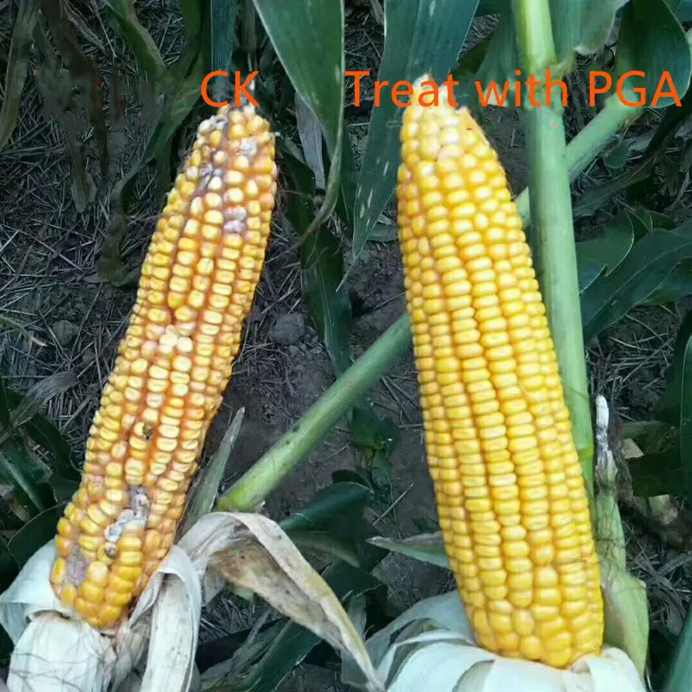 agricultural fertilizer No pollution to environment PGA polyglutamic acid