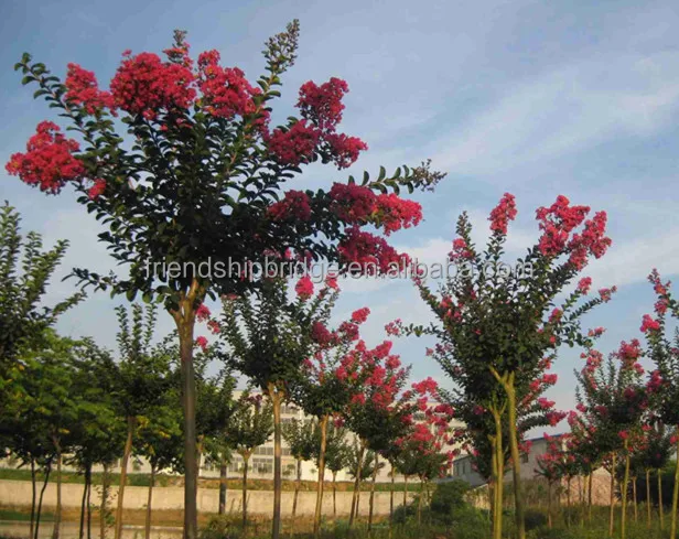 Белый, красный, фиолетовый, розовый, прямой ствол, индийское дерево лагерстроемии