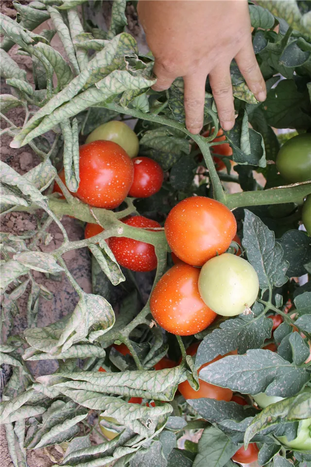 
Red vegetable hybrid israel tomato seeds 