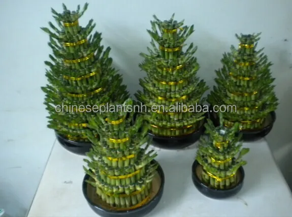 
lucky bamboo, DRACAENA SANDERIANA, spiral, lotus, tower,pyramid, braid, aquatic feng shui plants nursery garden decoration 