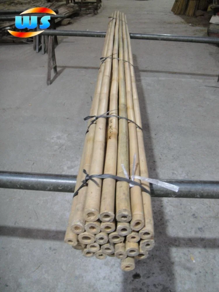 Support tree nurseries growing  of bamboo cane 305CM 28-30MM