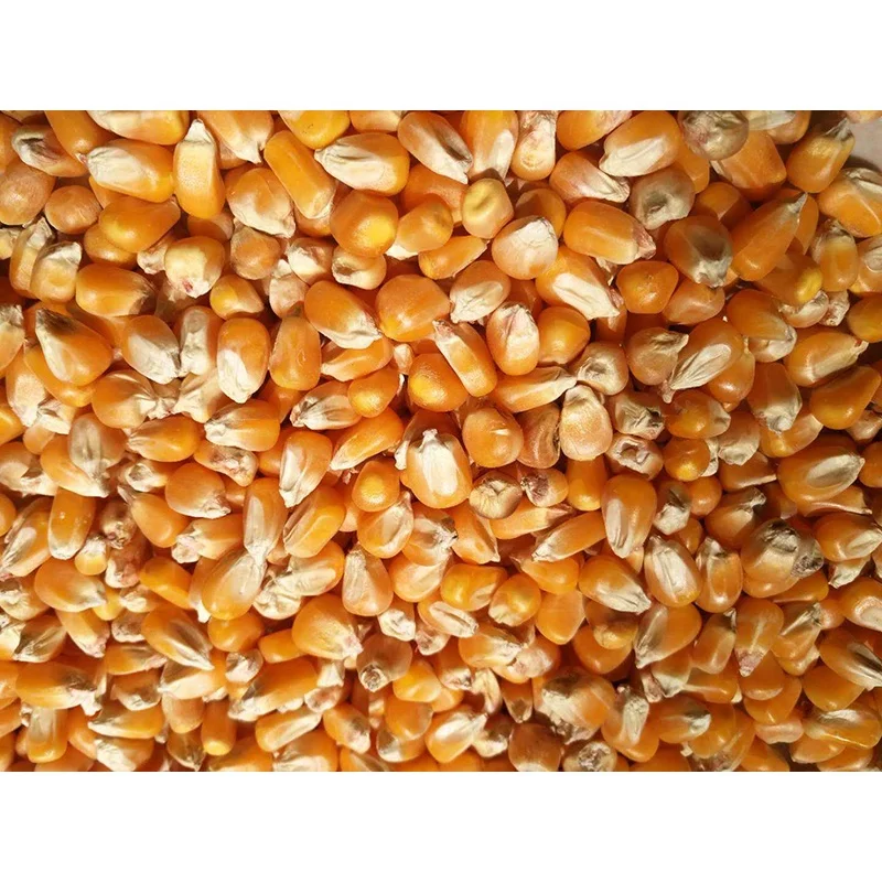 
Healthy and nutritious yellow maize price per ton of corn 