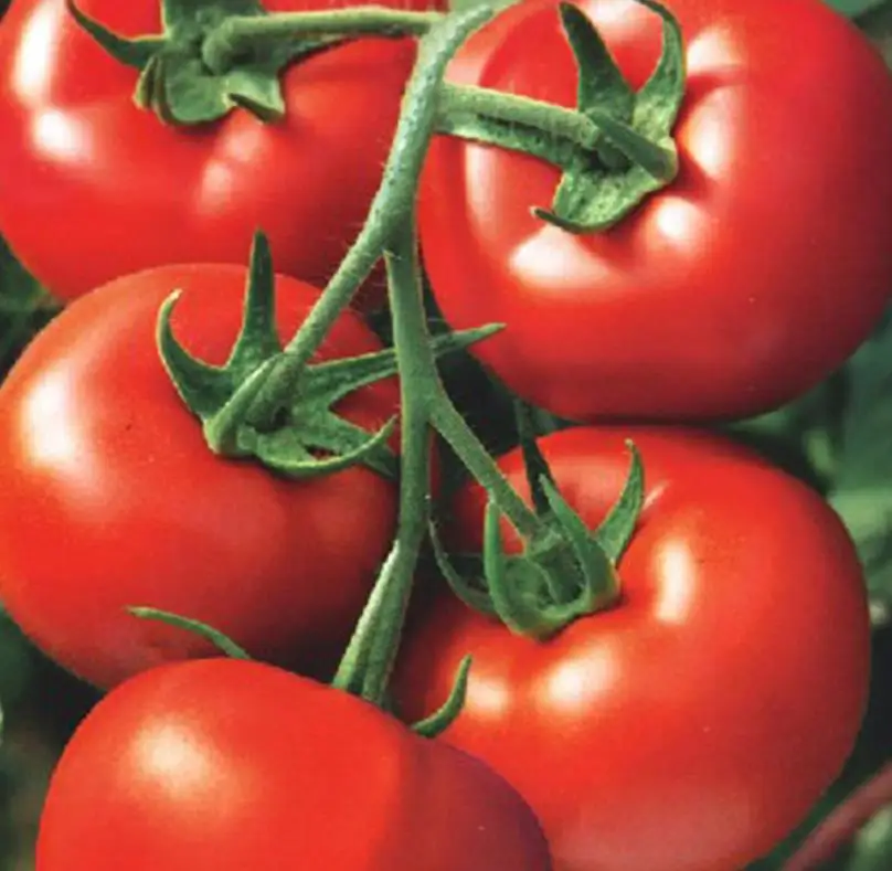 
5g/bag New havested big size fruits early maturity high yield tomato seeds 