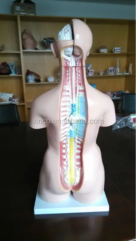 85CM Unisex Human Anatomical Torso Model With 23 Parts (XC-204)