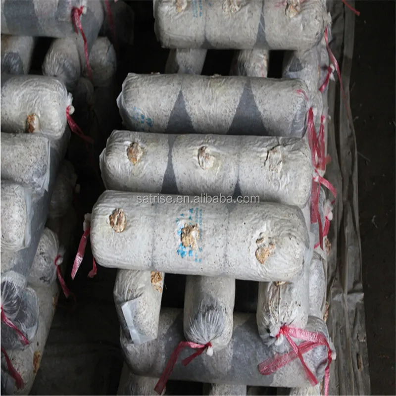 Edible Fungus Flower Shiitake Mushroom Bag Mycelium Spawn Shiitake Spawn Growing Log
