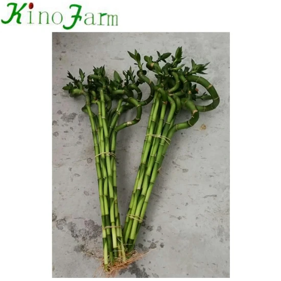 
ornamental indoor lucky bamboo plant nursery 