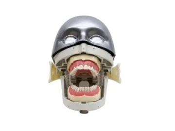 Dental Senior Manikin With Torso Simulation Training System model