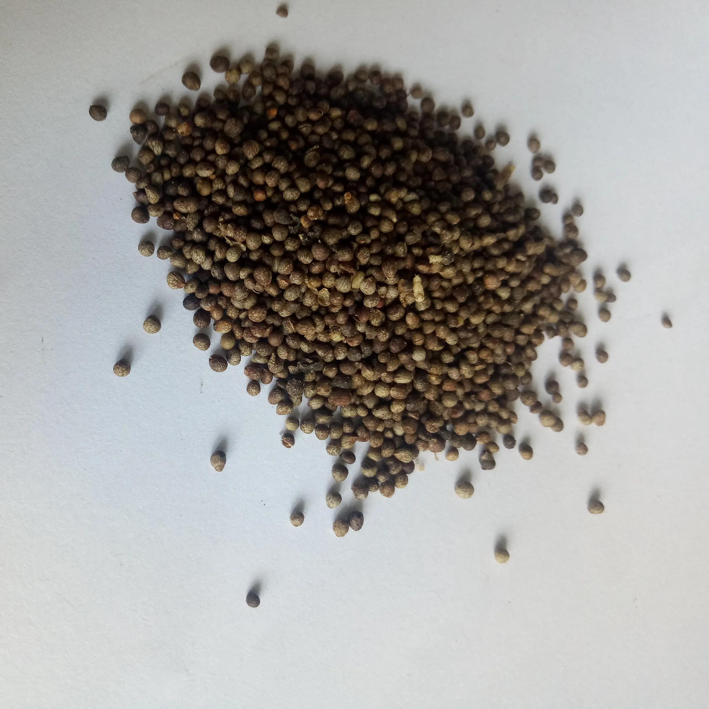Pure New havested Deulkkae Perilla frutescens seeds for planting