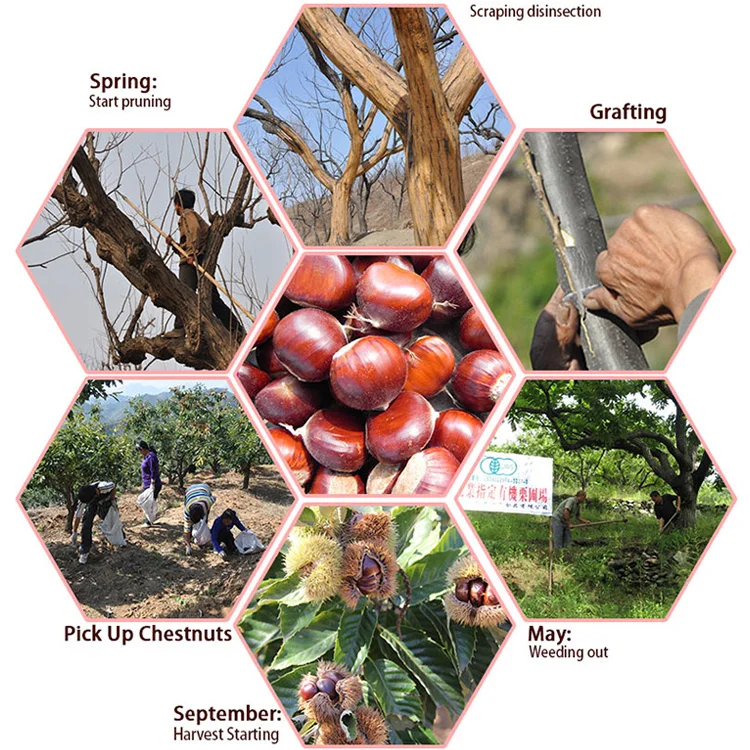 Высокое качество Hebei1Kg свежий каштан