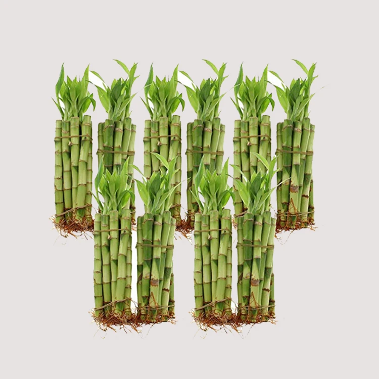 Hot selling 50cm straight natural plants lucky bamboo plant lucky bamboo cheap