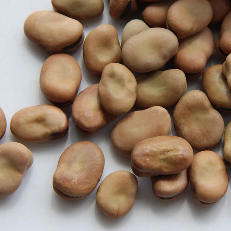 Organic New crop dry broad beans