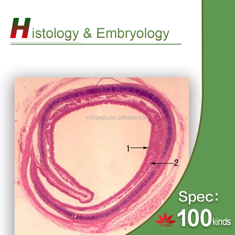 Most popular fixed set 100pcs set wooden box histology slides,human histology slides,Animal histology slides