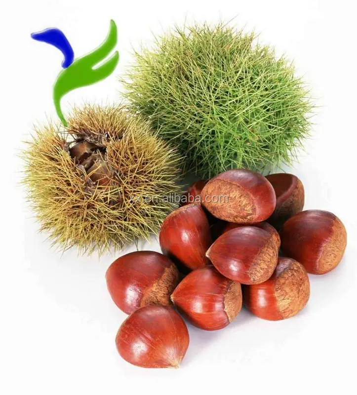 
Organic Raw Fresh Chestnut Chinese bulk chestnuts price 