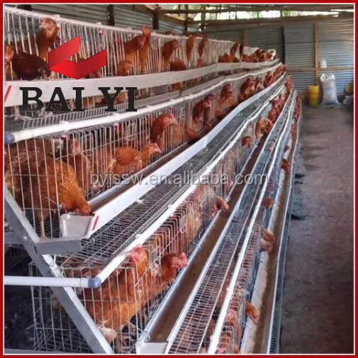 Modern Chicken Cage Farm Design