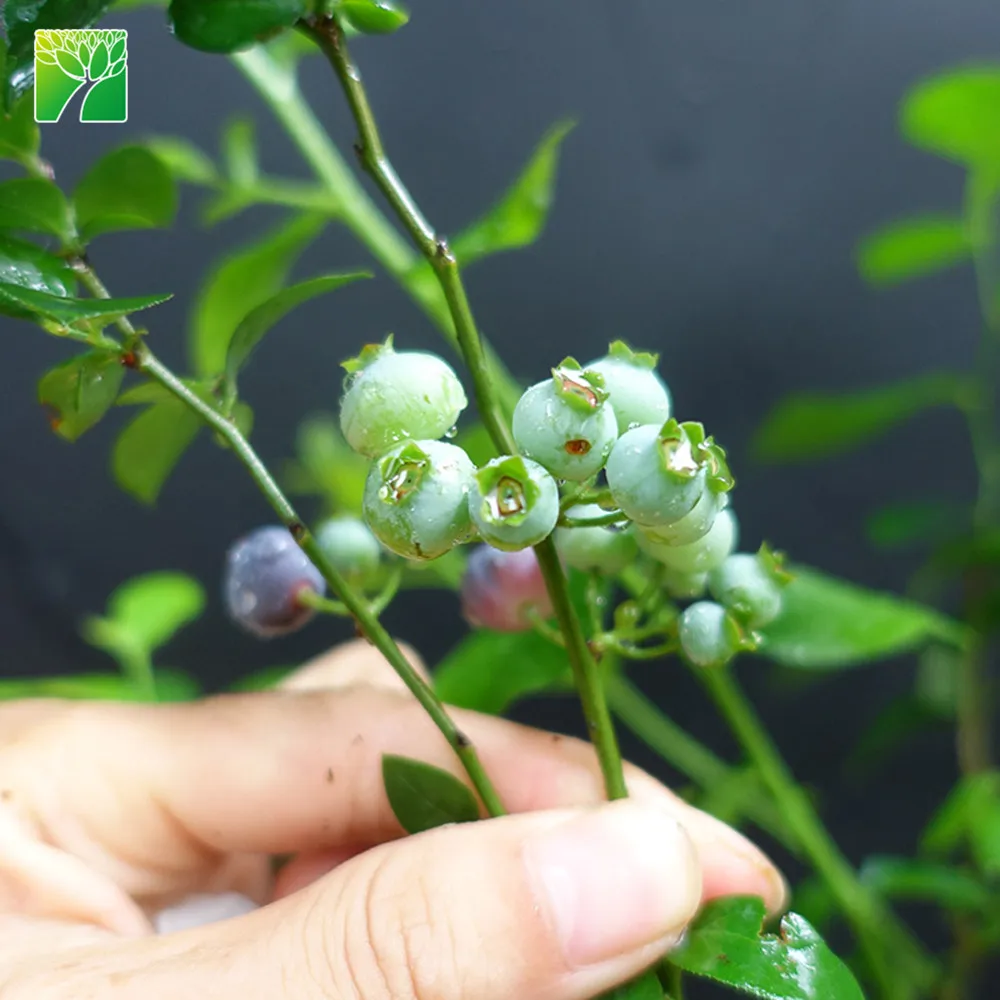 Распродажа растительная ферма белый цветок черника фруктовые саженцы дерево вакциния Spp