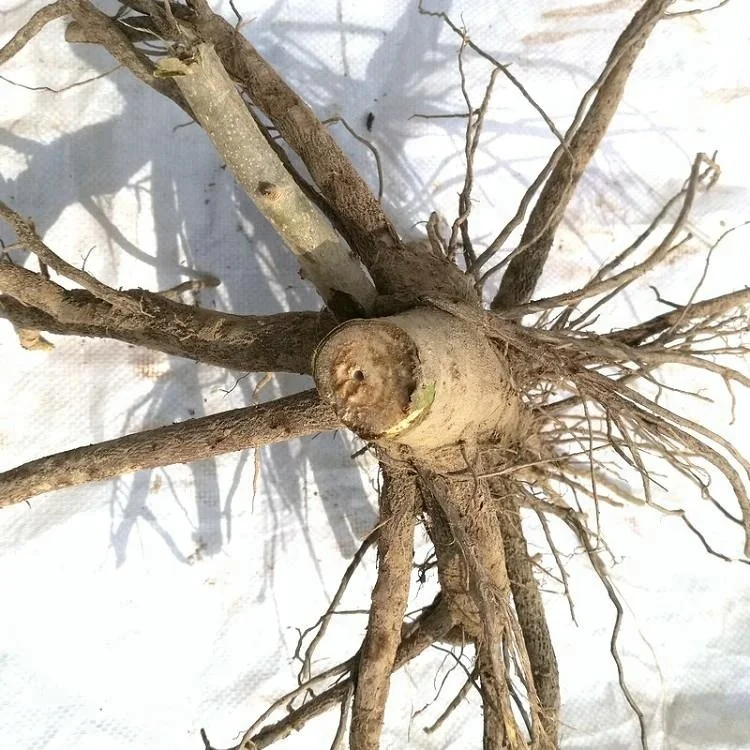 
fast grow Pao tong shantong elongata paulownia hybrid fortunei x tomentosa hybrid cut root for planting 