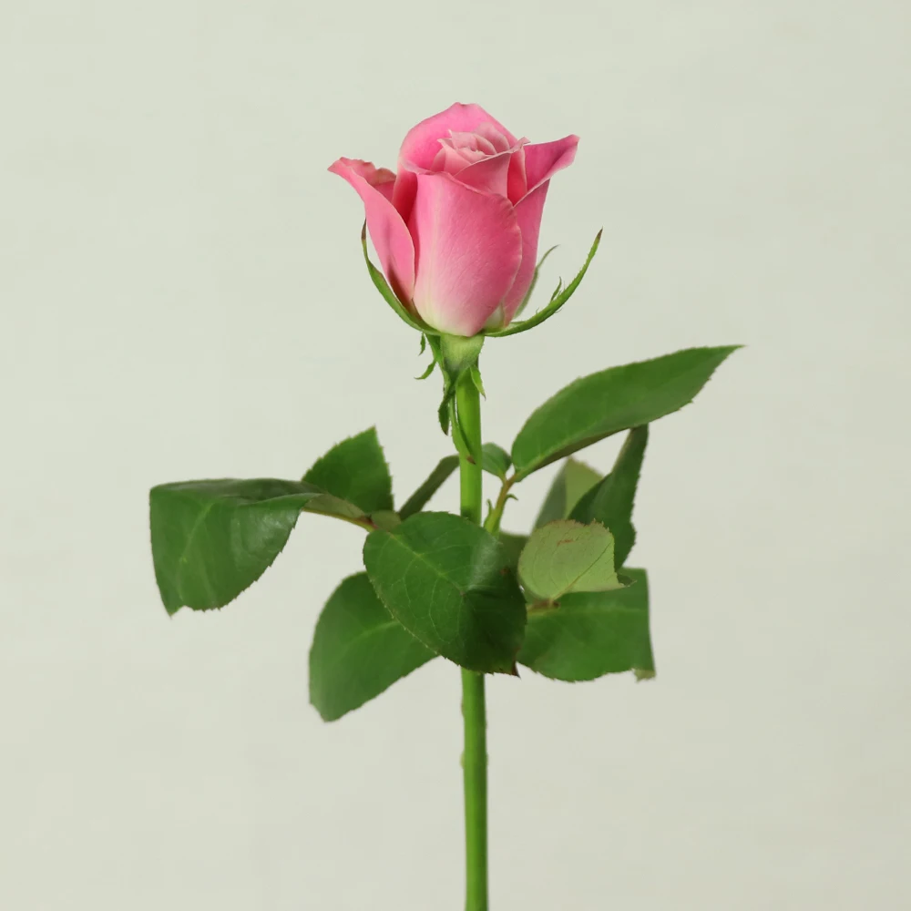 
jasmine rose fresh cut rose flower price Spray Chrysanthemum for anniversary 