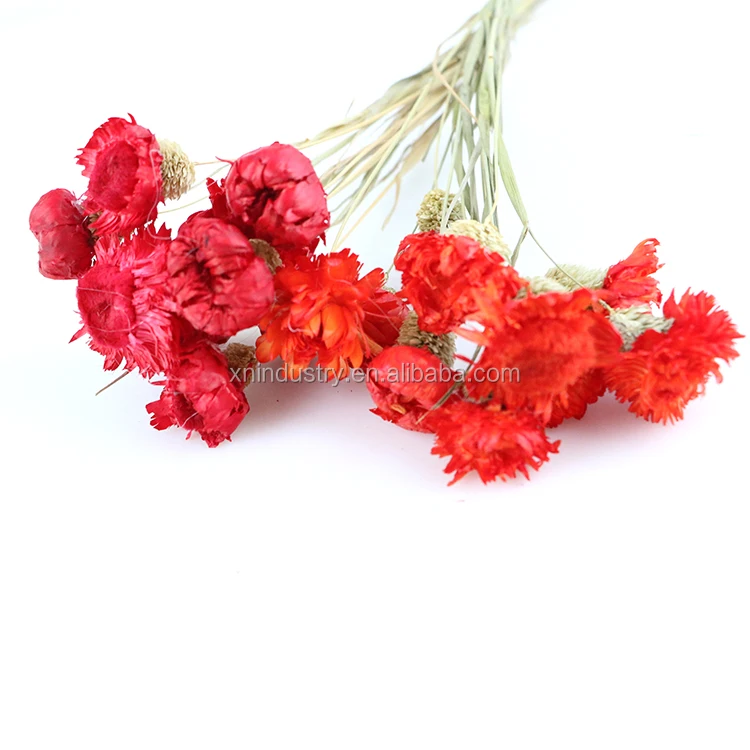 Popular Dried Strawflower Europe Colorful Helichrysum Bracteatum Straw Flower Dried Decorative Flowers & Wreaths Graduation