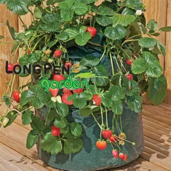 Use Strawberry Growing Bag in Strawberry Growing Season to Plant Strawberries from Seeds
