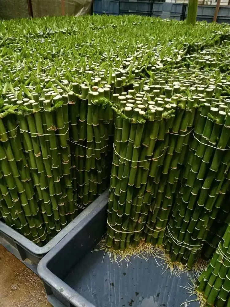 20cm straight lucky bamboo plant lucky bamboo cheap