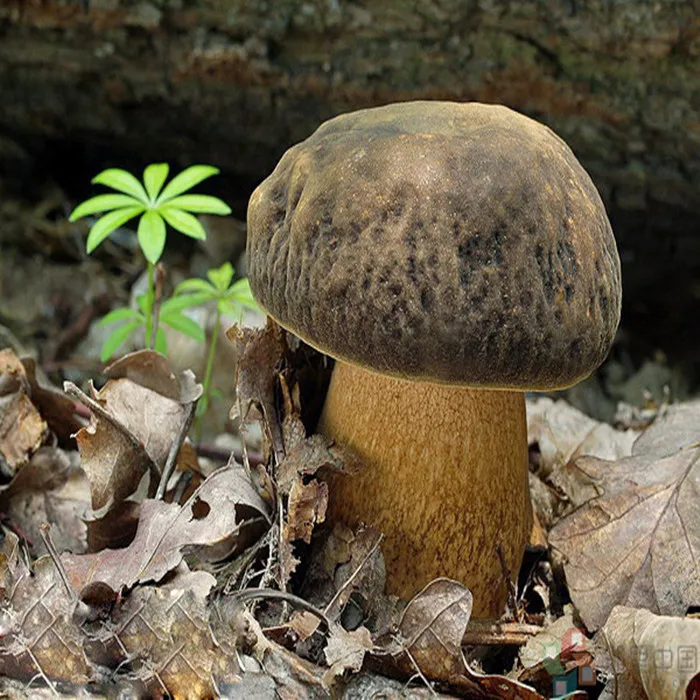 
Detan Forest Boletus Edulis Mushroom 