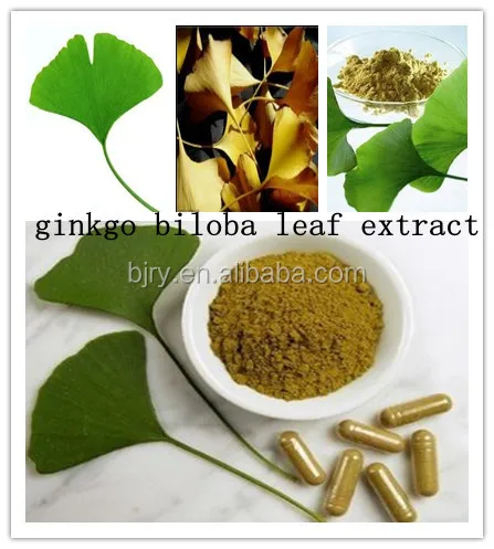 fast shipped ginkgo biloba extract/ginkgo biloba extract powder/ginkgo seed extract
