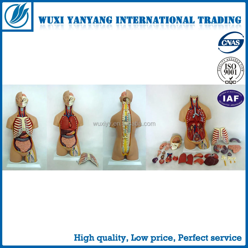 32 Parts Human Anatomical Torso Model